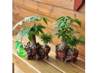 江西南昌綠植盆栽