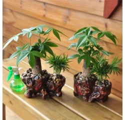 南昌綠植盆栽